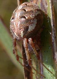 Arabesque Orbweaver